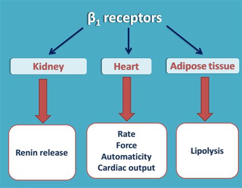 beta one receptors